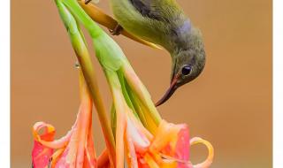 太阳鸟电影 太阳鸟电影